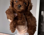 Собаки в Москве: Мальчик Тедди Пудель Мальчик, 170 000 руб. - фото 2