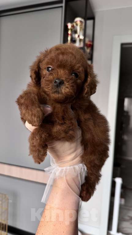 Собаки в Москве: Мальчик Тедди Пудель Мальчик, 170 000 руб. - фото 2