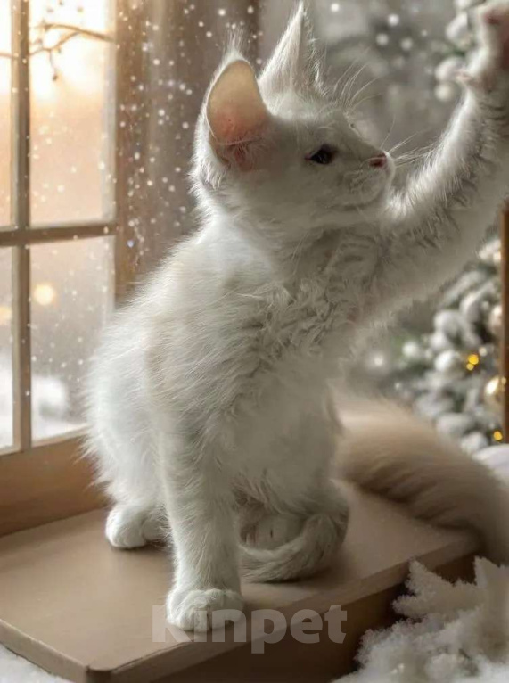 Кошки в Москве: Пушистый ангел для вашего новогоднего настроения Мальчик, 100 000 руб. - фото 7