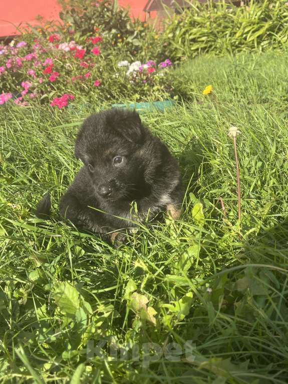 Собаки в Пензе: Щенок немецкой овчарки чистокровный  Девочка, 15 000 руб. - фото 3