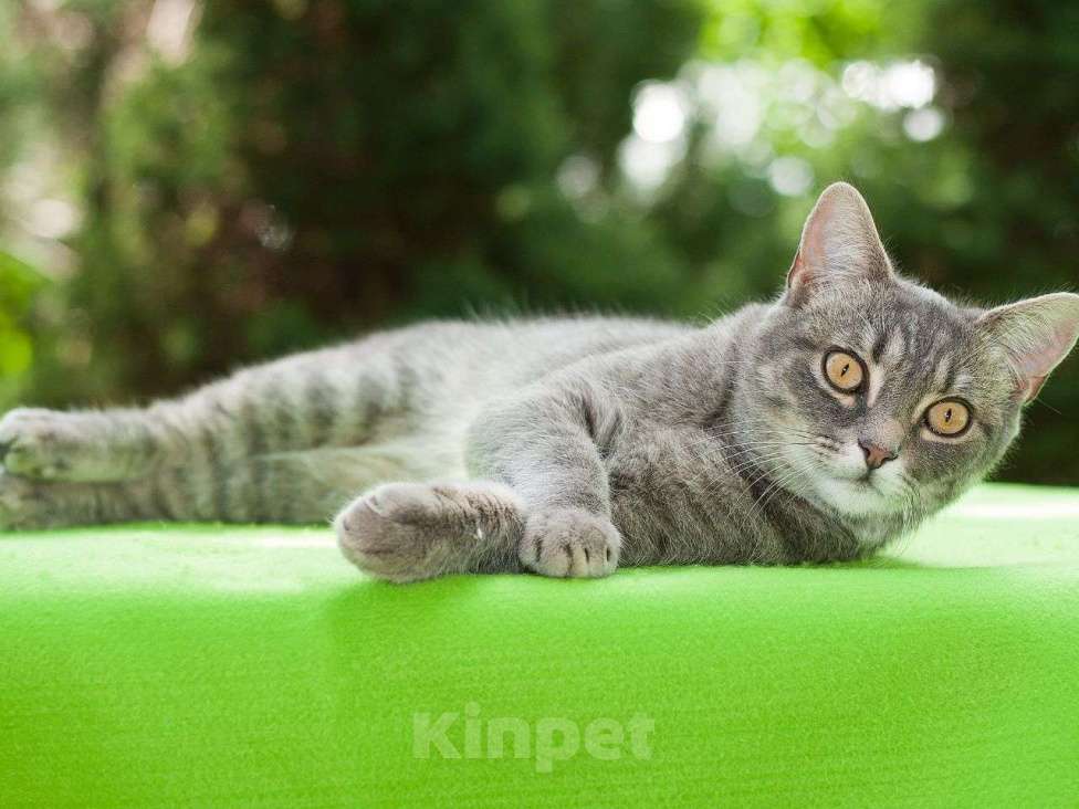 Кошки в Москве: Кошка Изабелла, молодая красавица в добрые руки Девочка, 1 руб. - фото 3