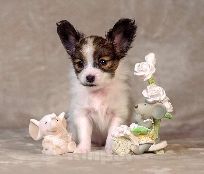 Собаки в Москве: Щенок папийона (папильона) Мальчик, 80 000 руб. - фото 1
