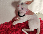 Кошки в Горячем Ключе: Котенок Девон Рекс белый мальчик с голубыми глазами Мальчик, 50 000 руб. - фото 5