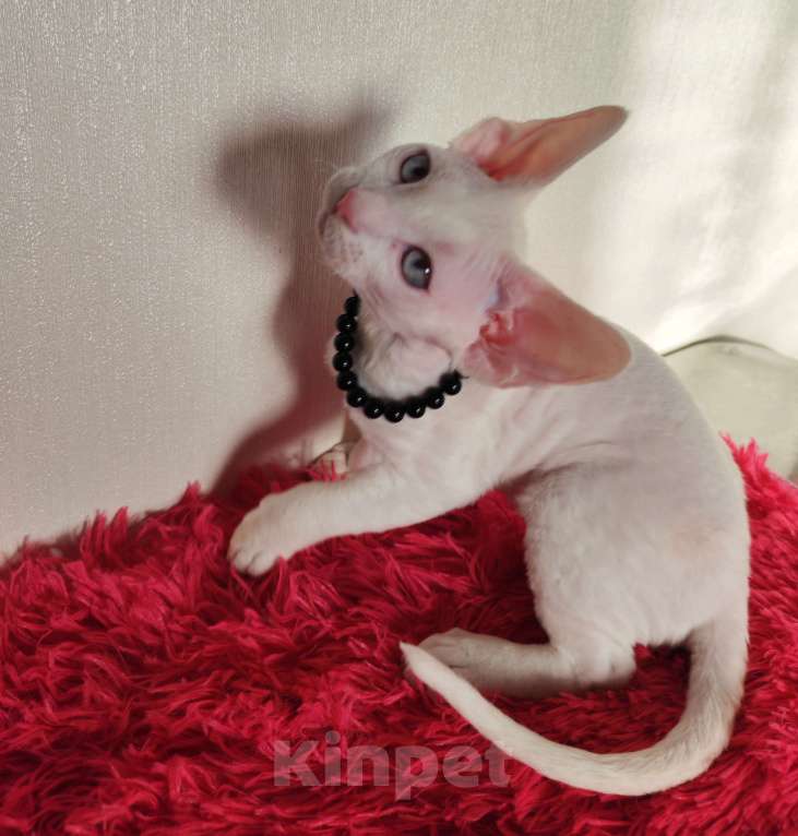 Кошки в Горячем Ключе: Котенок Девон Рекс белый мальчик с голубыми глазами Мальчик, 50 000 руб. - фото 5