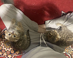 Кошки в Санкт-Петербурге: Вислоухая кошка  Мальчик, 5 000 руб. - фото 5