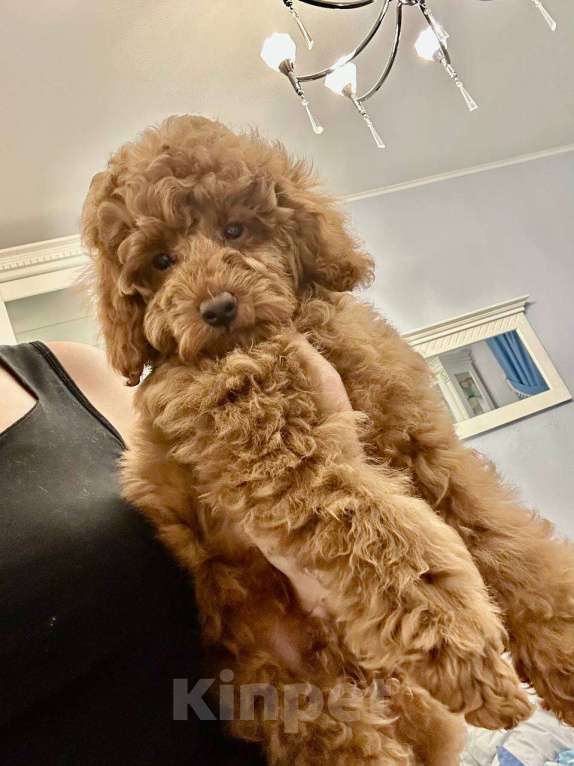 Собаки в Санкт-Петербурге: Миниатюрный мальчик Мальчик, 110 000 руб. - фото 1