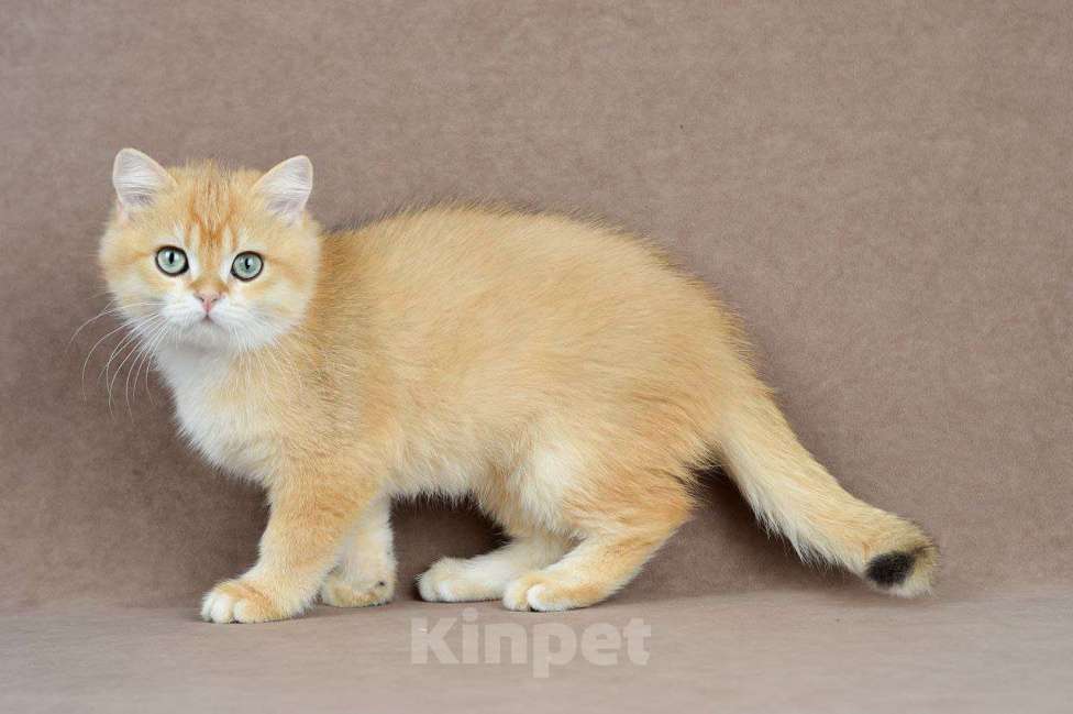 Кошки в Тамбове: Британский кот  Мальчик, 100 000 руб. - фото 3