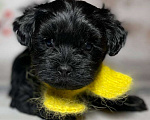 Собаки в Москве: Черный йорк Мальчик, 66 000 руб. - фото 1