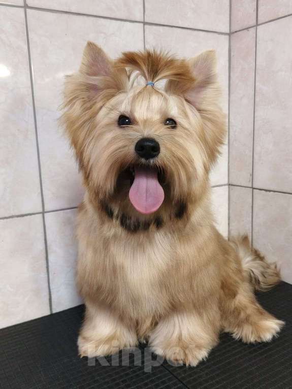 Собаки в Санкт-Петербурге: щенок русской салонной собаки (похож на цветного йорка) Мальчик, 40 000 руб. - фото 5