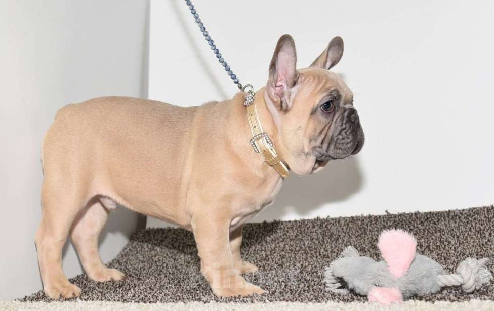 Собаки в Москве: Мальчик палевоголубой Мальчик, 50 000 руб. - фото 5