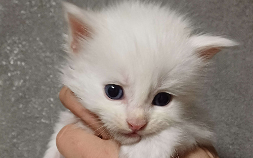 Шикарные  мальчики Мейн-Кун полидакты