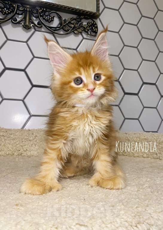 Кошки в Екатеринбурге: девочка поликун Девочка, 35 000 руб. - фото 2