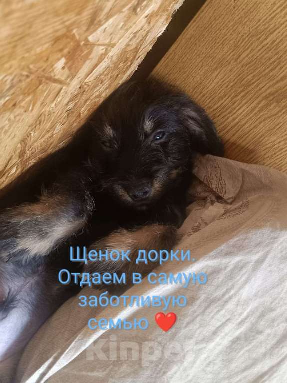 Собаки в других городах Рязанской области: Щенки дорки Мальчик, 3 000 руб. - фото 2