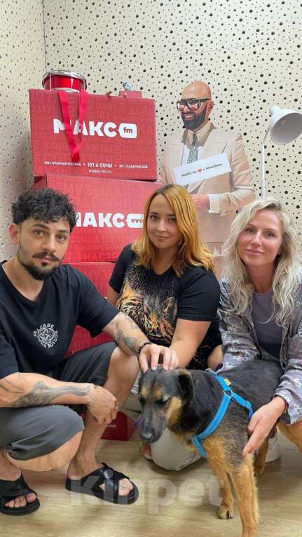 Собаки в других городах Краснодарского края: Метис ягдтерьера в дар с доставкой чипирован кастрирован Мальчик, Бесплатно - фото 3