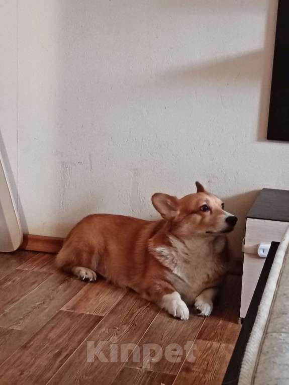 Собаки в других городах Московской области: Корги мальчик  Мальчик, Бесплатно - фото 1