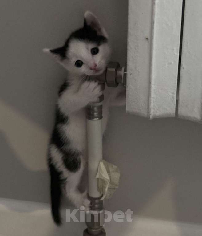 Кошки в Воронеже: Черно белый 2 Девочка, Бесплатно - фото 3