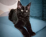 Кошки в Майкопе: Мейн-кун мальчик Мальчик, 25 000 руб. - фото 3