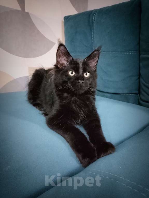 Кошки в Майкопе: Мейн-кун мальчик Мальчик, 25 000 руб. - фото 3