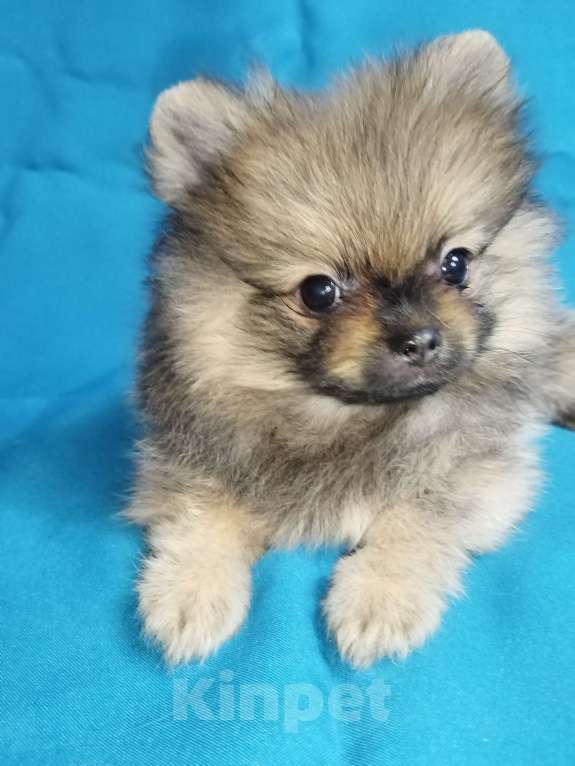 Собаки в Санкт-Петербурге: Шпицемальчик Мальчик, 25 000 руб. - фото 2