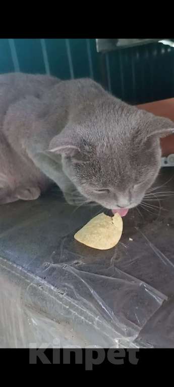 Кошки в Новороссийске: Потерялась кошка  Девочка, 1 руб. - фото 4