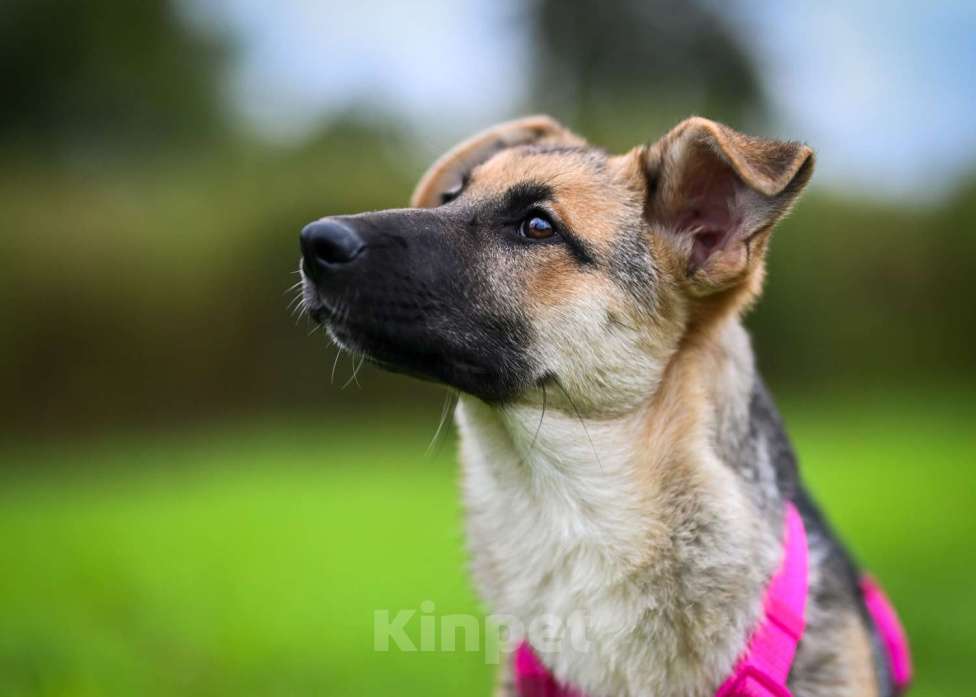 Собаки в других городах Московской области: Несомненный лидер и просто красавица:) Девочка, Бесплатно - фото 2