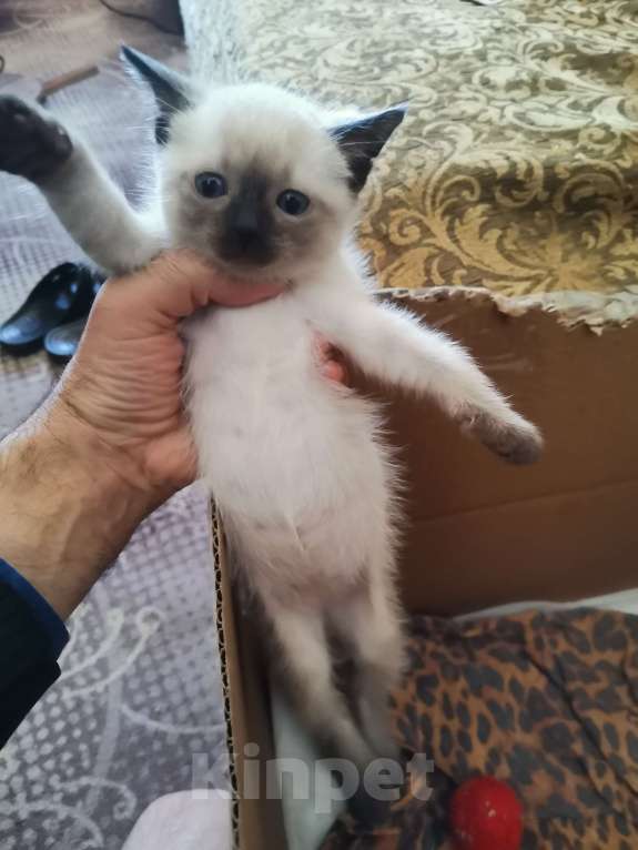 Кошки в Санкт-Петербурге: Тайские котята спб Мальчик, 4 000 руб. - фото 5