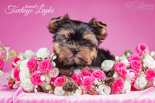 Щенок цветного йорка девочка 