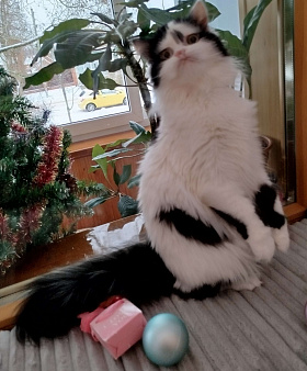 Котёнок шотландский, длинношестный