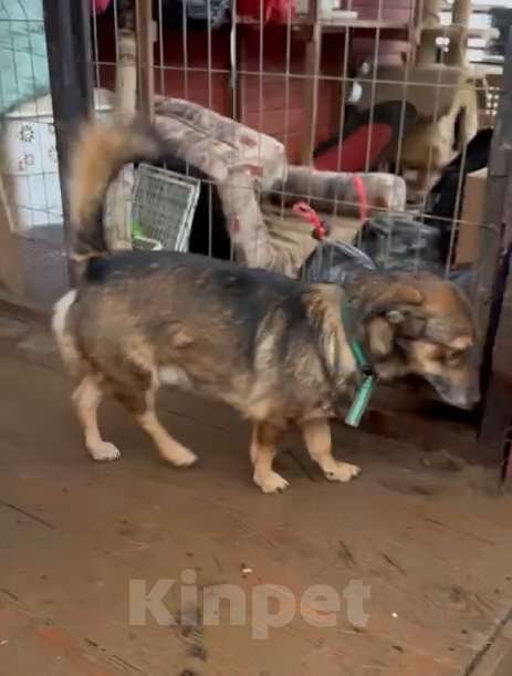 Собаки в Санкт-Петербурге: Маленький собачонок, совсем крошка на коротких лапках Мальчик, Бесплатно - фото 2