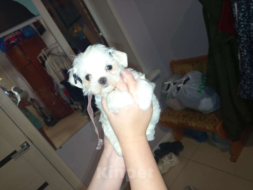 Собаки в Липецке: Мальтезе  Мальчик, 40 000 руб. - фото 3