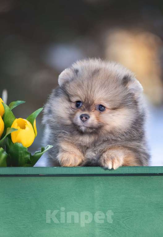 Собаки в Пушкино: щенки померанского шпица Девочка, 50 000 руб. - фото 2