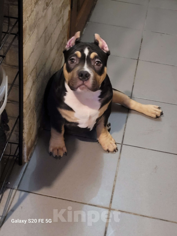 Собаки в Санкт-Петербурге: Щенок Американский Булли Мальчик, Бесплатно - фото 2