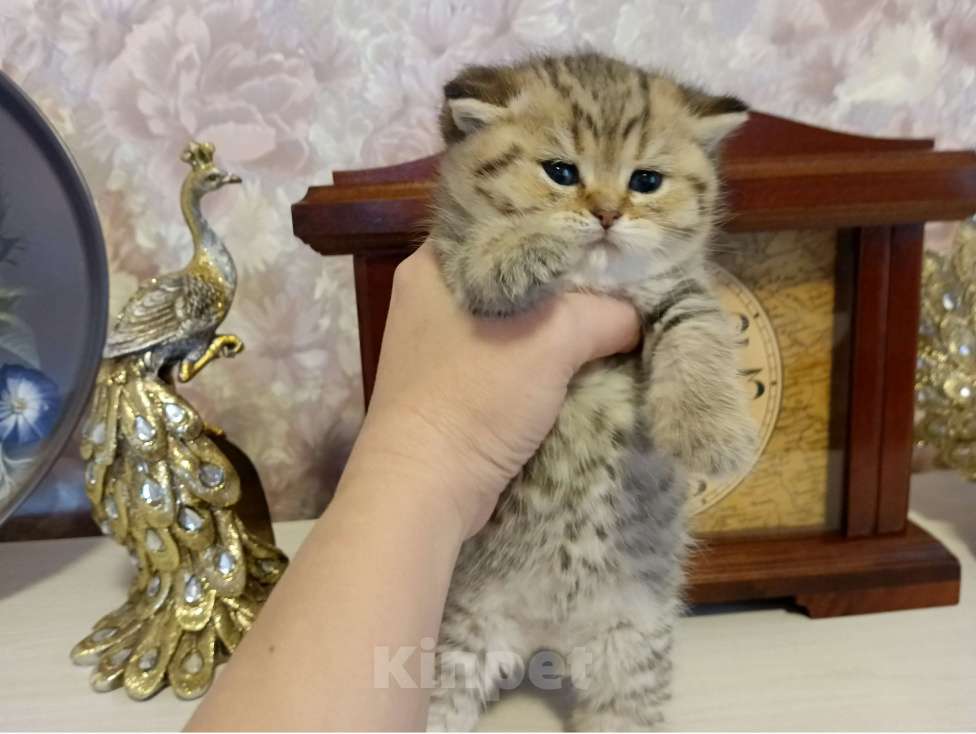 Кошки в Ижевске: Британская золотая шиншилла, киска Девочка, Бесплатно - фото 8