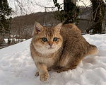 Кошки в Геленджике: Британская золотая шиншилла Мальчик, 45 000 руб. - фото 6