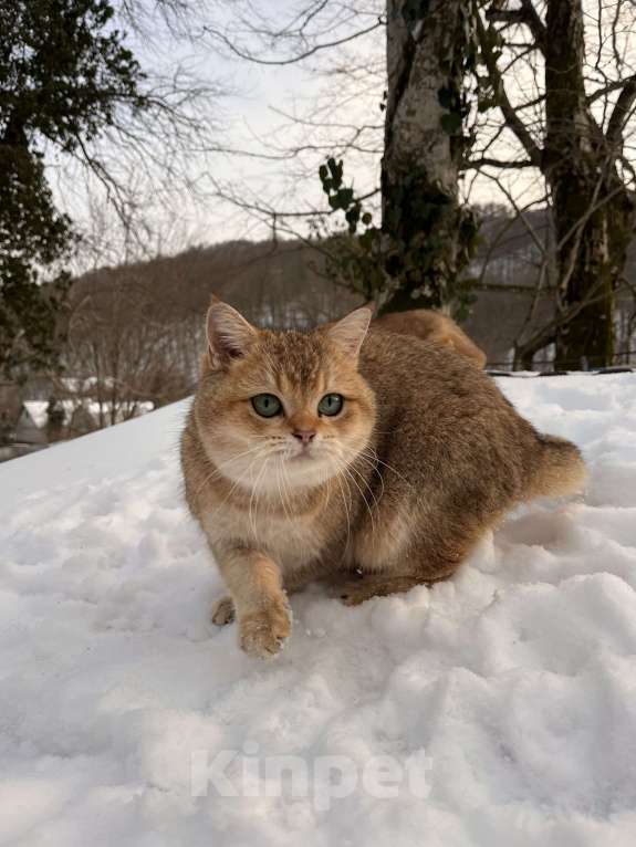 Кошки в Геленджике: Британская золотая шиншилла Мальчик, 45 000 руб. - фото 6