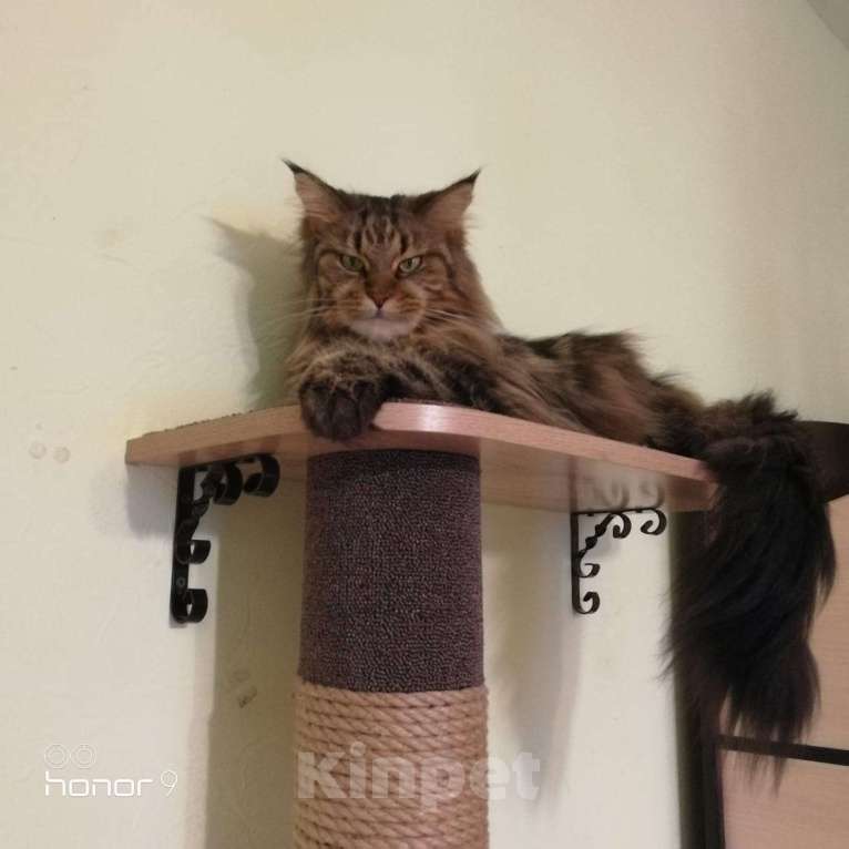 Кошки в Новосибирске: Мейн-кун с документами.  Мальчик, 40 000 руб. - фото 9