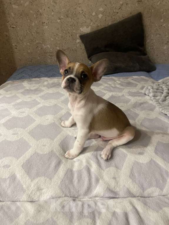 Собаки в Новосибирске: Очаровательный малыш Мальчик, 5 000 руб. - фото 1