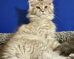 Кошки в Санкт-Петербурге: Котята Мейн Кун 3 мес, 45 000 руб. - фото 1