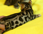 Кошки в Собинке: Шикарные бенгалята с документами, 15 000 руб. - фото 2