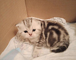 Кошки в Иваново: Кот на вязку, 1 500 руб. - фото 8
