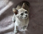 Кошки в Севастополе: Бурманский кот Мальчик, 40 000 руб. - фото 2
