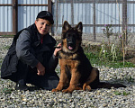 Собаки в Абинске: Щенок Немецкой овчарки, 25 000 руб. - фото 1