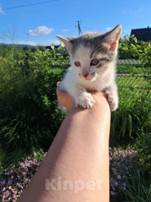 Кошки в Краснодаре: Серо-белая девочка Девочка, Бесплатно - фото 2