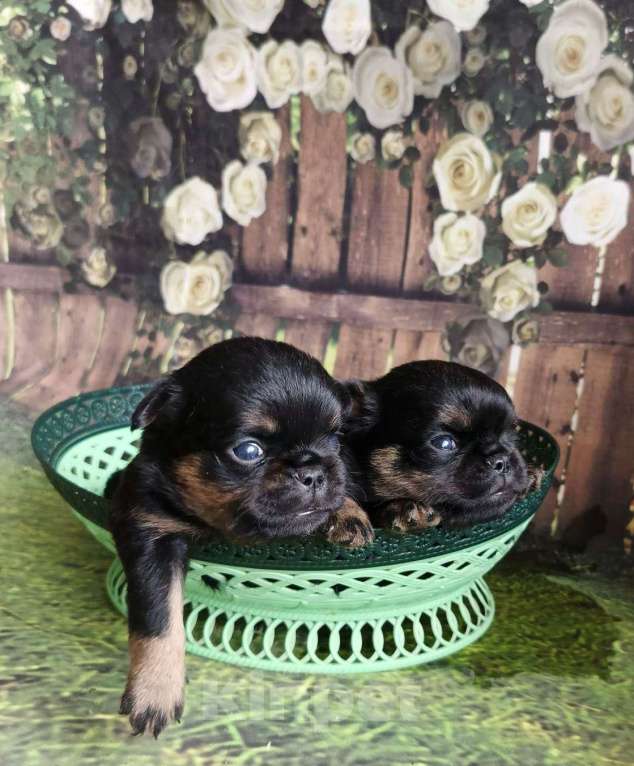 Собаки в Москве: Мальчики пти-брабансоны Мальчик, 40 000 руб. - фото 2