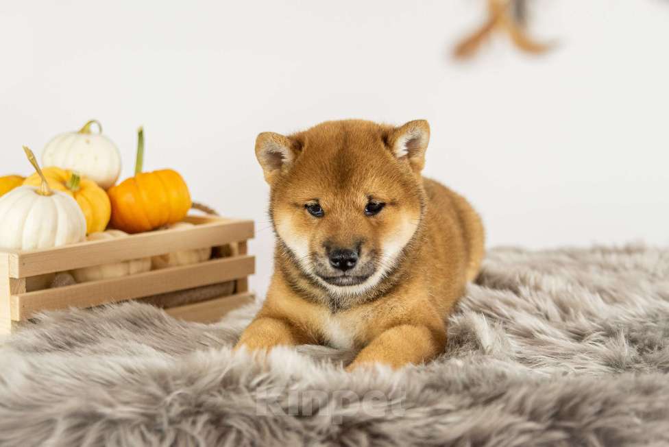 Собаки в Барнауле: Малыш Сиба Ину (Shiba Inu) Мальчик, 100 000 руб. - фото 3
