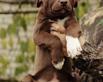 Собаки в Рыбном: Щенки в добрые руки Мальчик, Бесплатно - фото 3