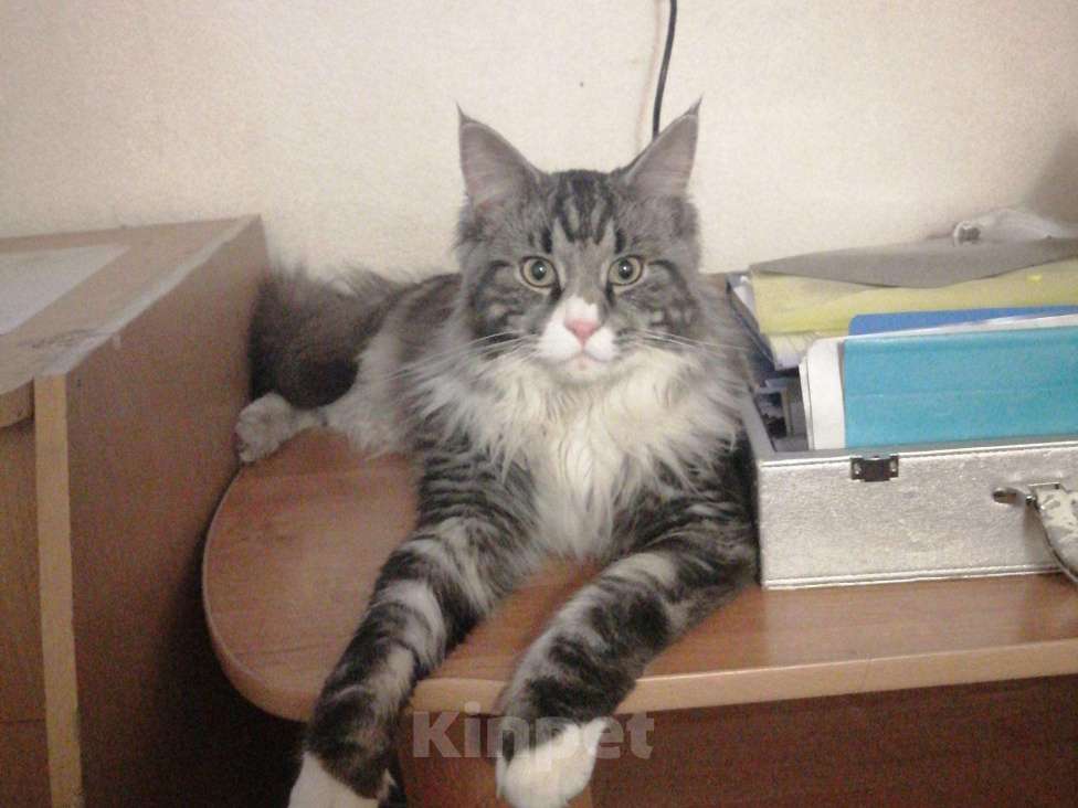 Кошки в Хасавюрте: Кот на вязку, 1 руб. - фото 1