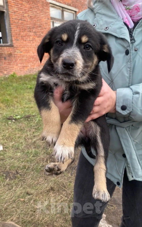 Собаки в Омске: Ищут дом замечательные щенки🐶 Мальчик, Бесплатно - фото 4
