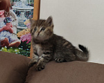 Кошки в Барнауле: Котята Курильский бобтейл Мальчик, Бесплатно - фото 3