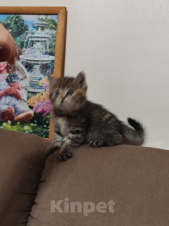 Кошки в Барнауле: Котята Курильский бобтейл Мальчик, Бесплатно - фото 3